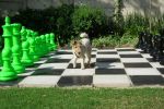 lime green and black chess set and dog